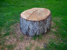 How Our Tree Care Process Works  in  Richwood, NJ